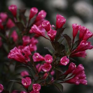 Weigela florida 'Wine & Roses®'