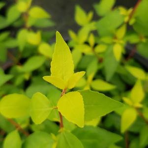 Abelia x grandiflora 'Twist of Mango™'