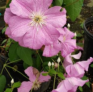 Clematis Comtesse de Bouchaud