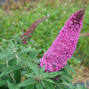 Buddleia 'Pugster Pinker®'