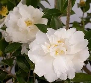 Camellia sasanqua Diana™