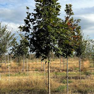 Acer saccharum 'Fall Fiesta®'
