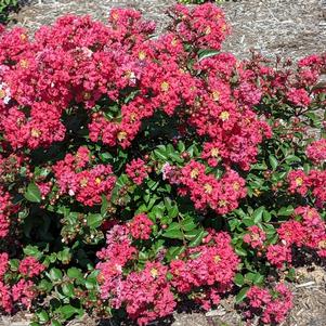 Lagerstroemia Bellini® Strawberry