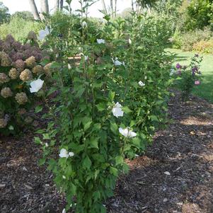 Hibiscus syriacus 'White Pillar®'