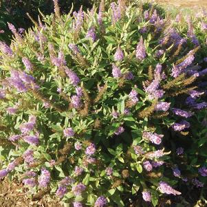 Buddleia Dapper® Lavender