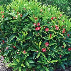 Illicium 'Scorpio™'
