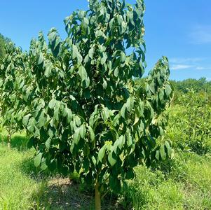 Asimina triloba 