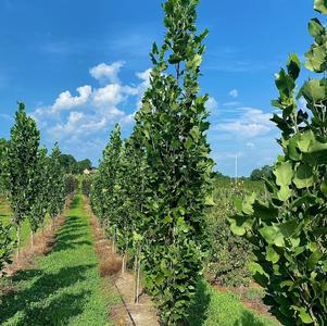 Liriodendron tulipifera 'Arnold'