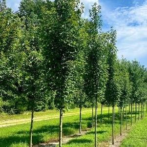 Acer x freemanii Armstrong Gold