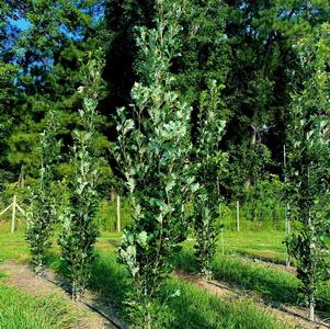 Quercus x warei 'Kindred Spirit®' PP17604