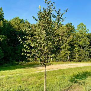 Ostrya virginiana 