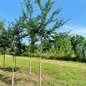 Ulmus davidiana v. japonica Accolade™