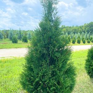 Thuja occidentalis American Pillar