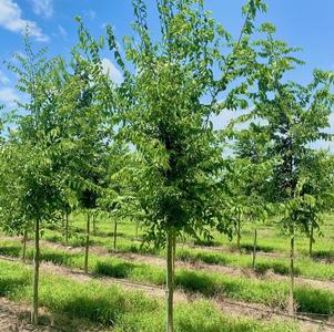 Celtis occidentalis 