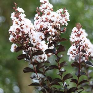 Lagerstroemia White Lightning™