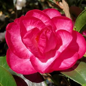 Camellia sasanqua October Magic® 'Devotion™'