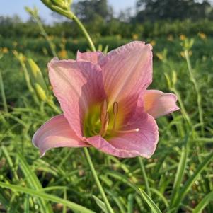 Hemerocallis 'Catherine Woodbury'