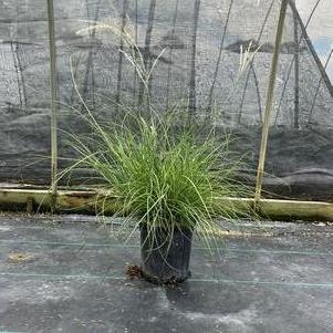 Miscanthus sinensis Little Kitten