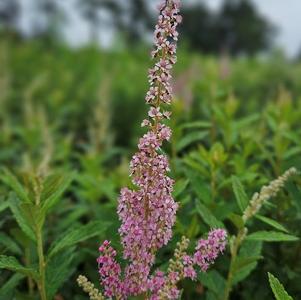 Spiraea tomentosa 