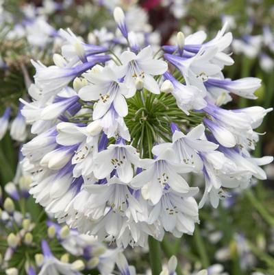 Agapanthus 'Ever Twilight'