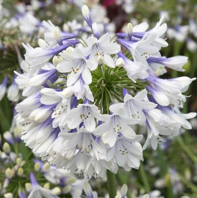 Agapanthus Ever Twilight