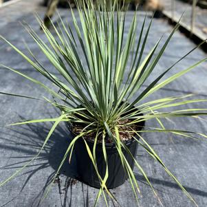 Yucca rostrata Sapphire Skies
