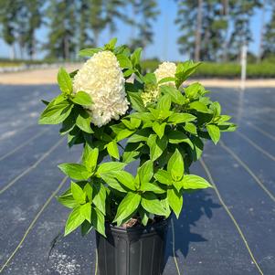 Hydrangea paniculata 'Sweet Starlight™'