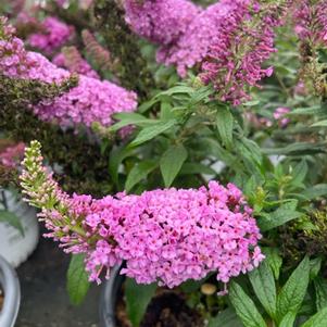 Buddleia 'Dapper® Pink'