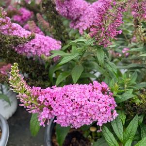 Buddleia Dapper® Pink