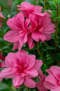 Azalea Encore® Autumn Empress™