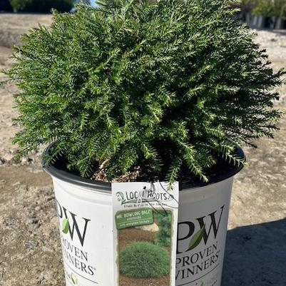 Thuja occidentalis 'Mr. Bowling Ball®'