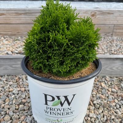 Thuja occidentalis Tater Tot®