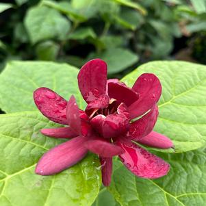 Calycanthus × raulstonii 'Hartlage Wine'