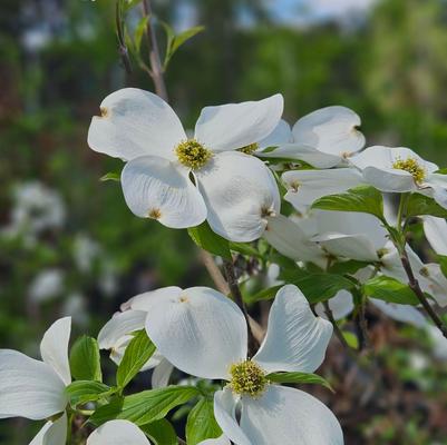 Cornus florida 'Appalachian Mist'