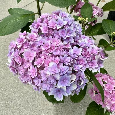Hydrangea macrophylla 'Double Down®'