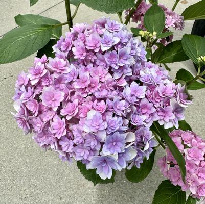 Hydrangea macrophylla Double Down®