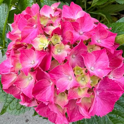 Hydrangea macrophylla Ruby Blossom™