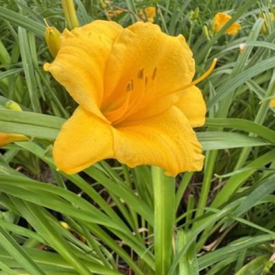 Hemerocallis 'Stella D'Oro'
