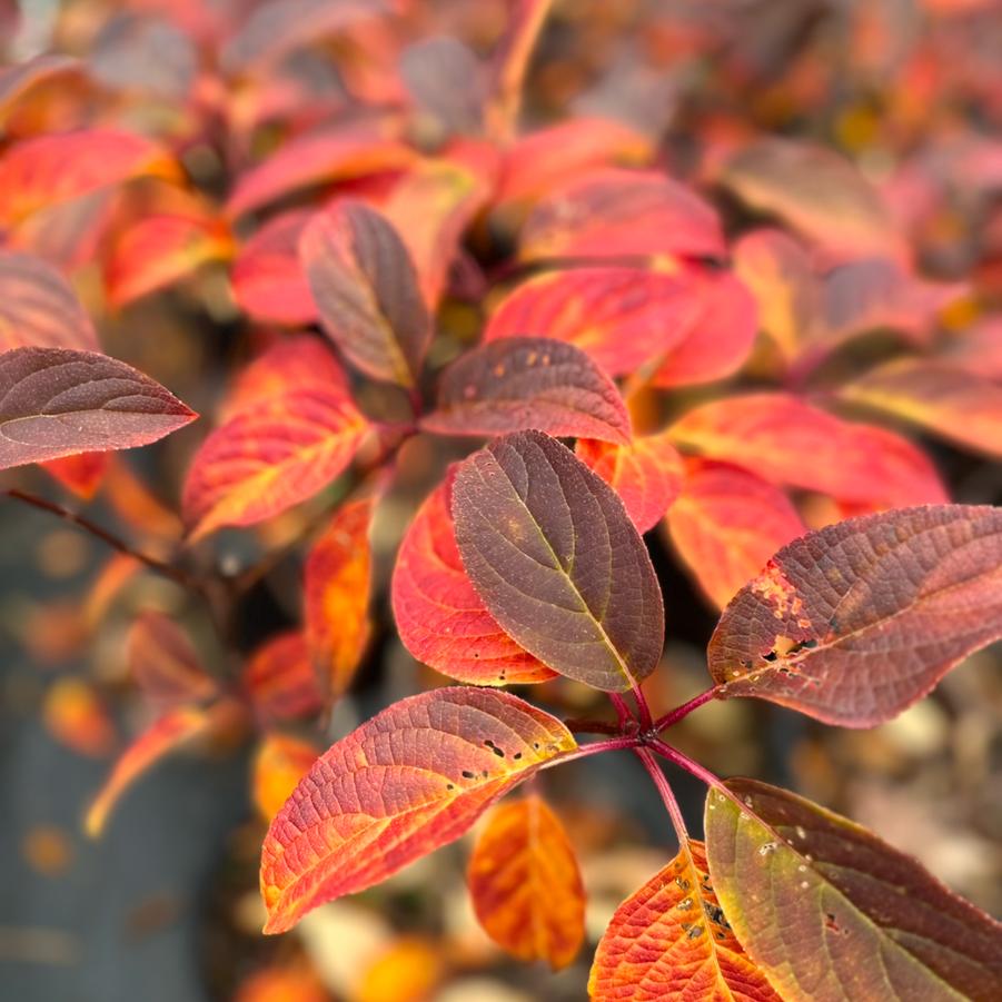 Hydrangea paniculata 'Fire and Ice&trade;'
