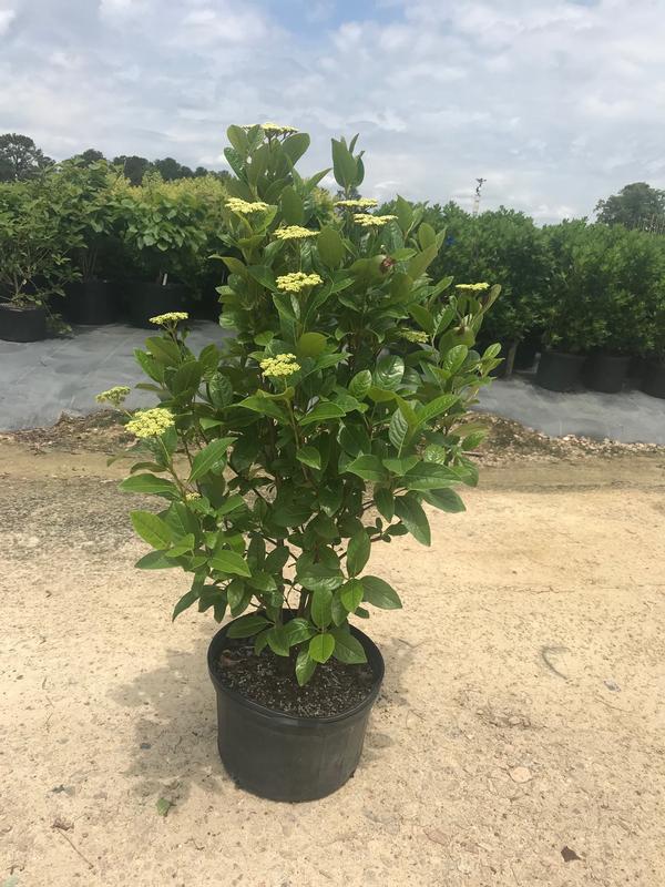 Winterthur Viburnum Viburnum nudum Winterthur from Taylor's Nursery