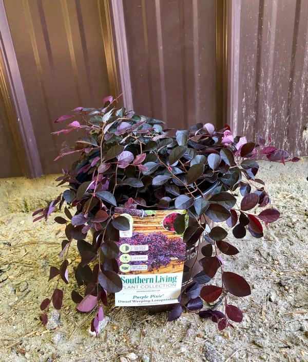 Purple pixie loropetalum loropetalum chinense purple pixie from