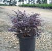 View Container Photo