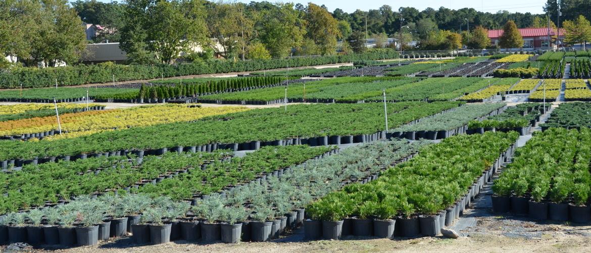 Taylor's Nursery, Inc.