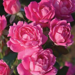 Rosa Pink Double Knock Out®