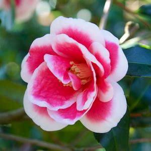 Camellia sasanqua Christmas Carol™