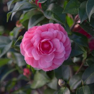 Camellia japonica Early Wonder®