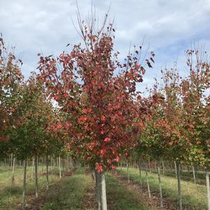Acer rubrum 'Red Sunset®'