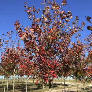 Acer rubrum 'Sun Valley'