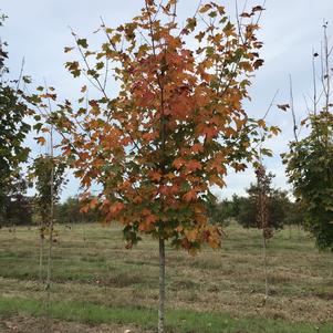 Acer saccharum