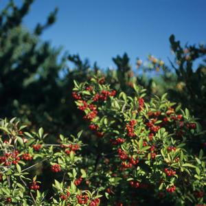 Aronia arbutifolia 'Brilliantissima'
